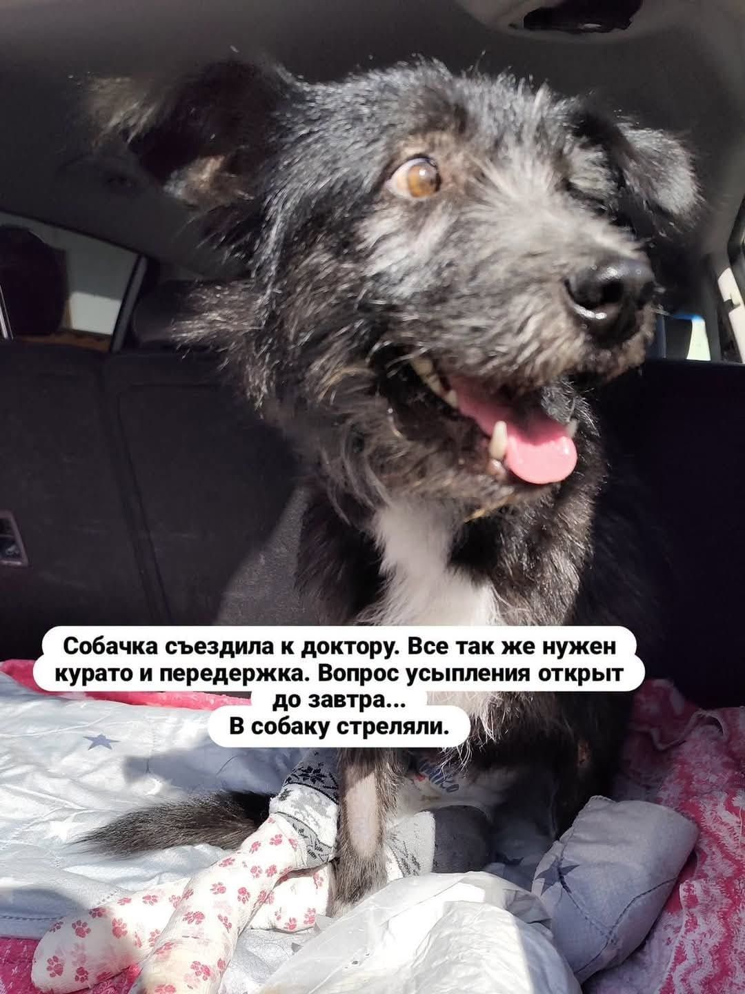 Срочно нужна передержка и куратор для собачки — фото 1