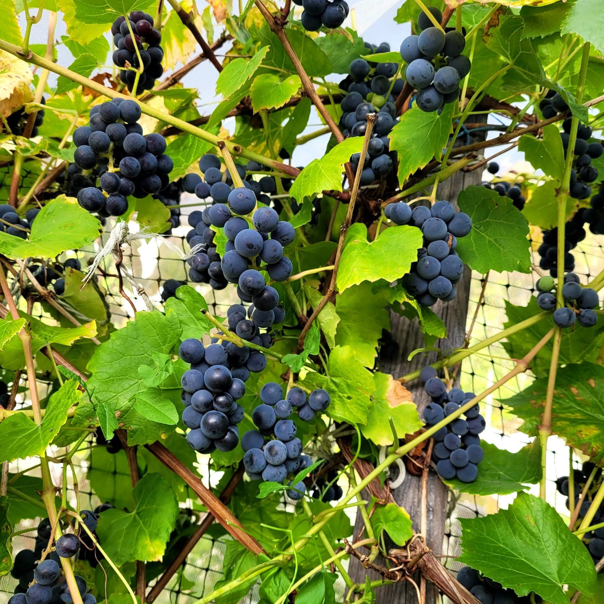 Продаю эко виноград — фото 2