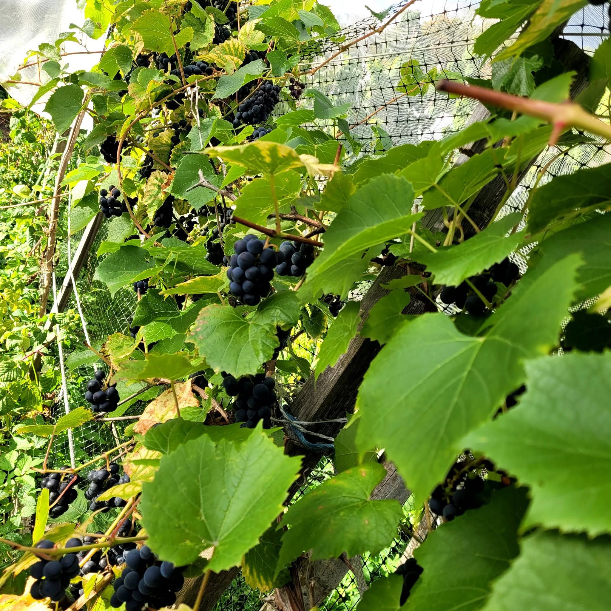 Продаю эко виноград — фото 3