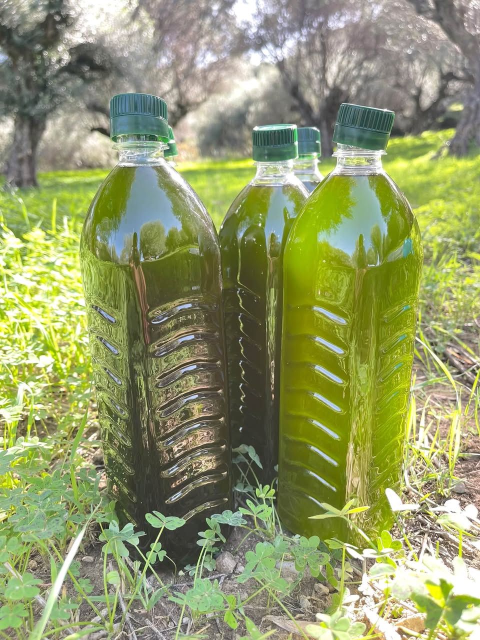 Предзаказ фермерского оливкового масла и других продуктов — фото 1