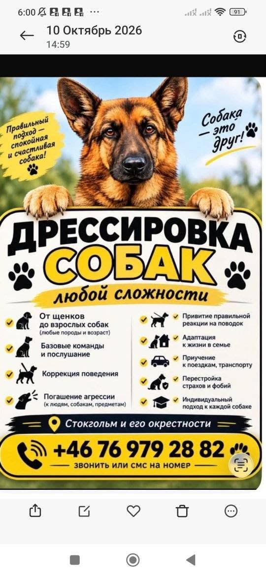 Услуги по дрессировке собак в Стокгольме — фото 1