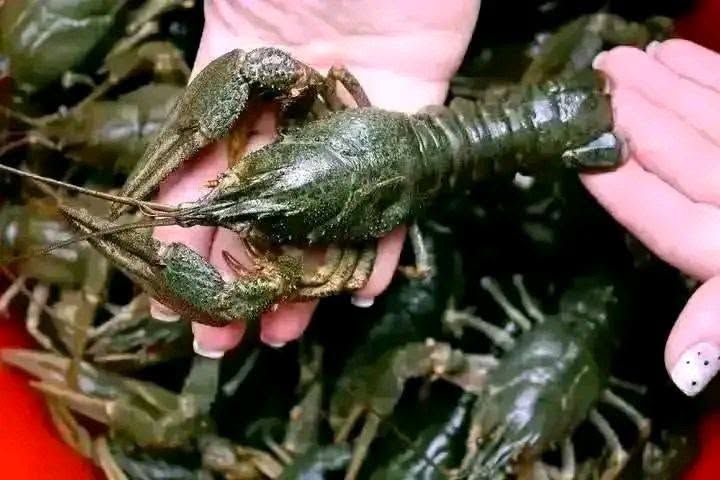 Продажа морепродуктов и других товаров — фото 1
