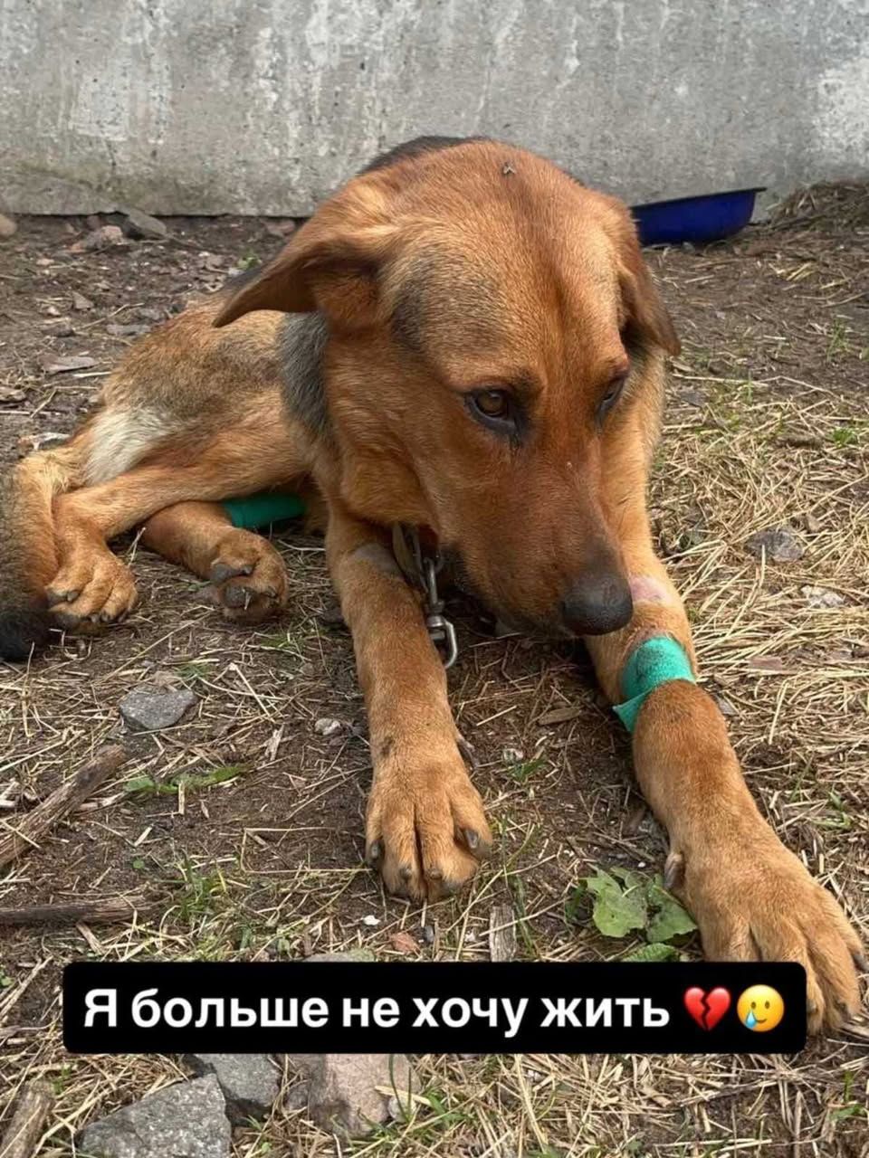 Помогите найти дом для собаки по имени Граф — фото 2