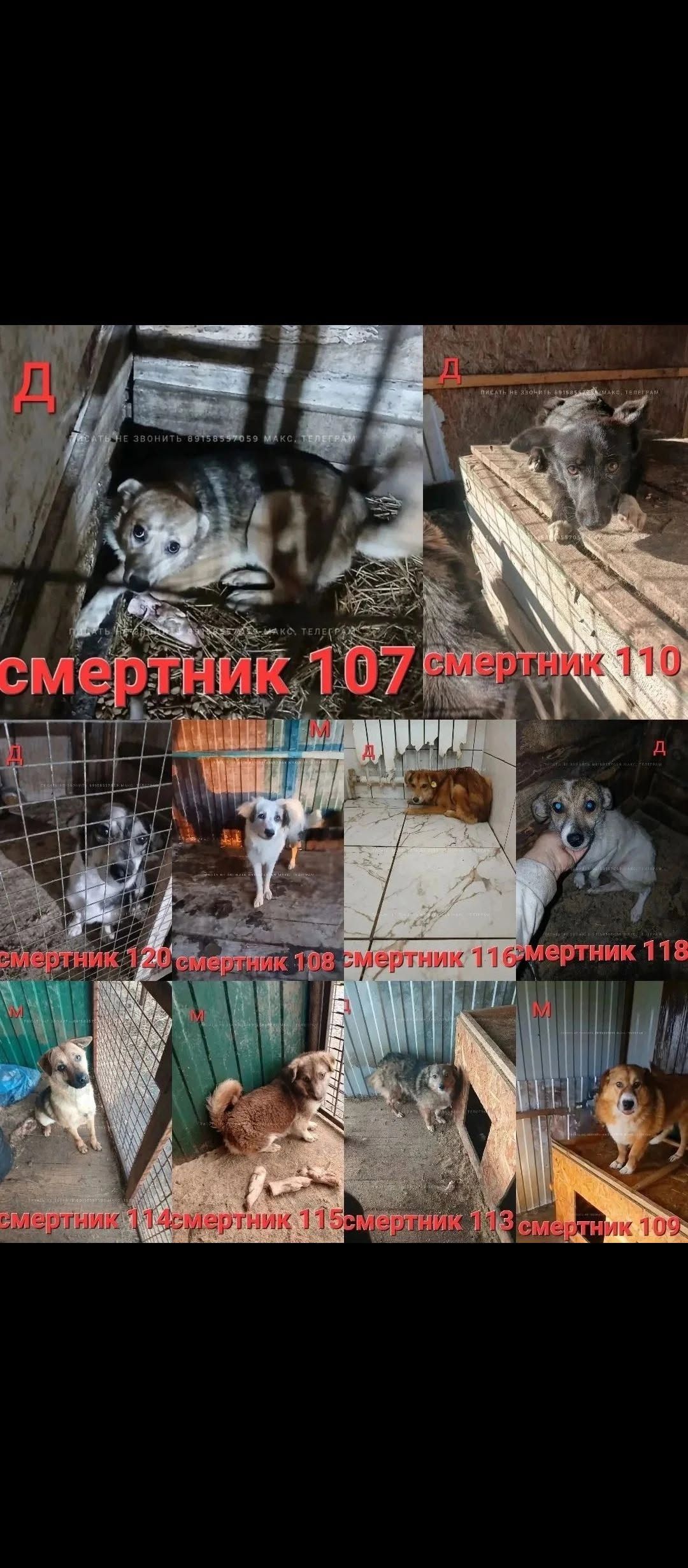 Помощь бездомным собакам, срочно ищем хозяев — фото 1
