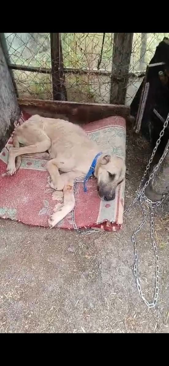 Помощь для спасённого кота Лютика — фото 1