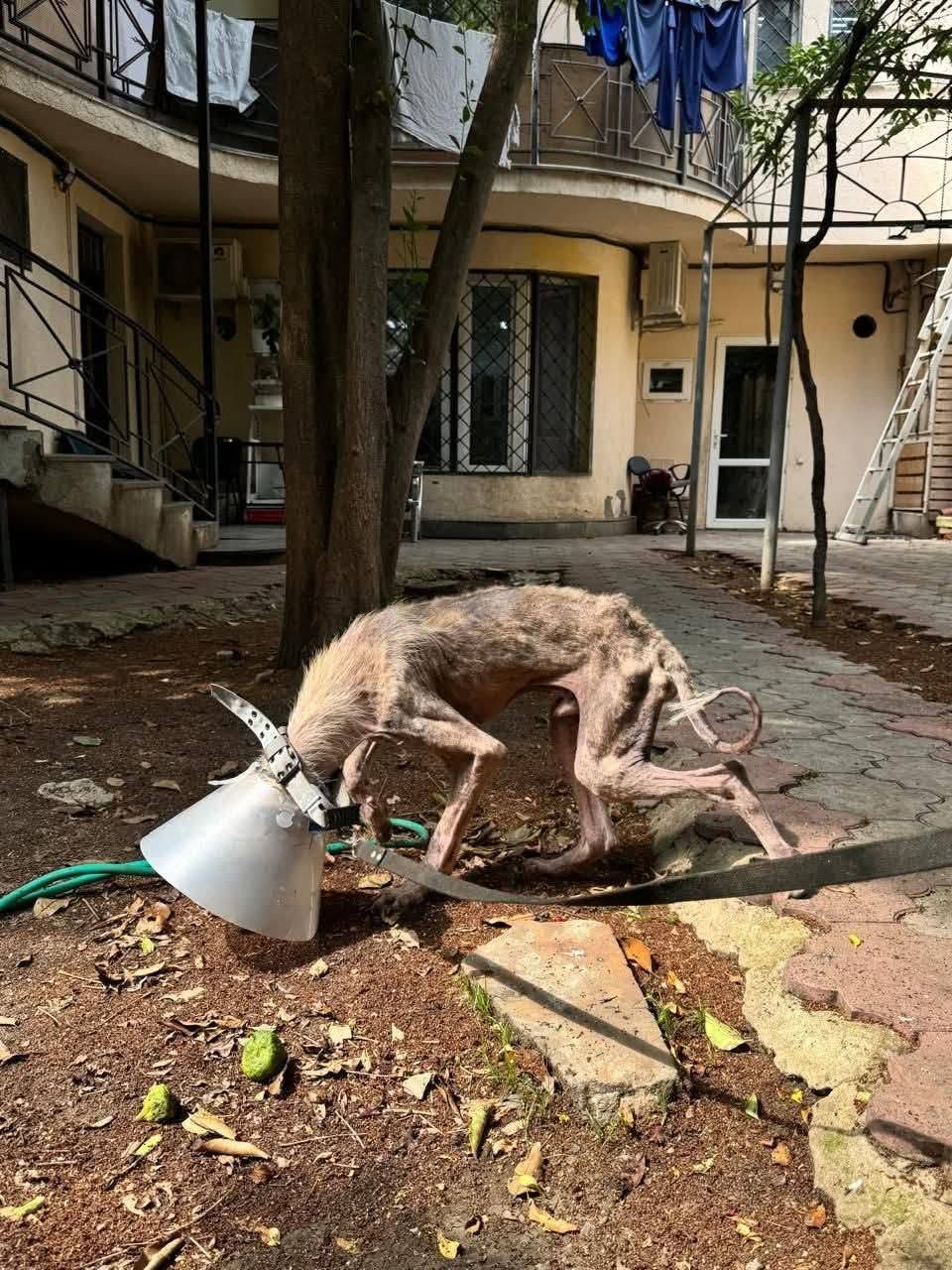 Помощь для спасённого кота Лютика — фото 2